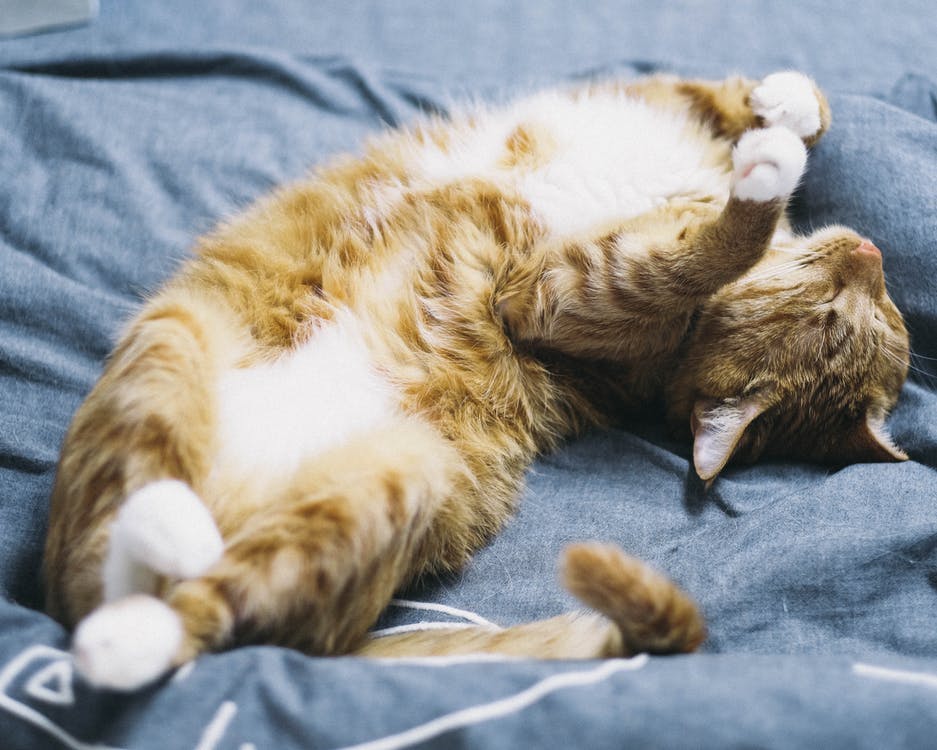 cat