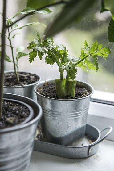 indoor plants, planters, window