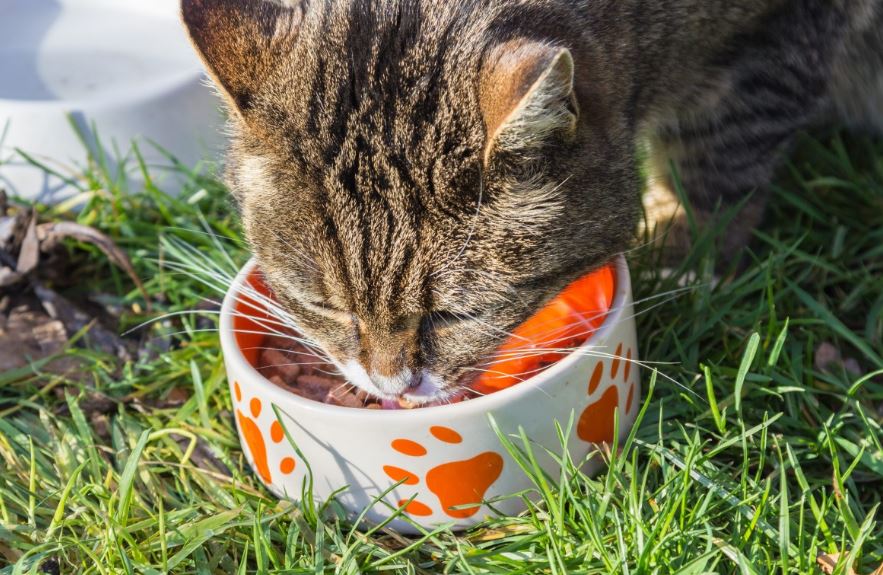 How to make biologically-appropriate cat food