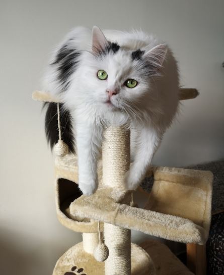 Cat on a cat tree
