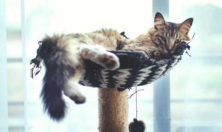 Cat tree with toy