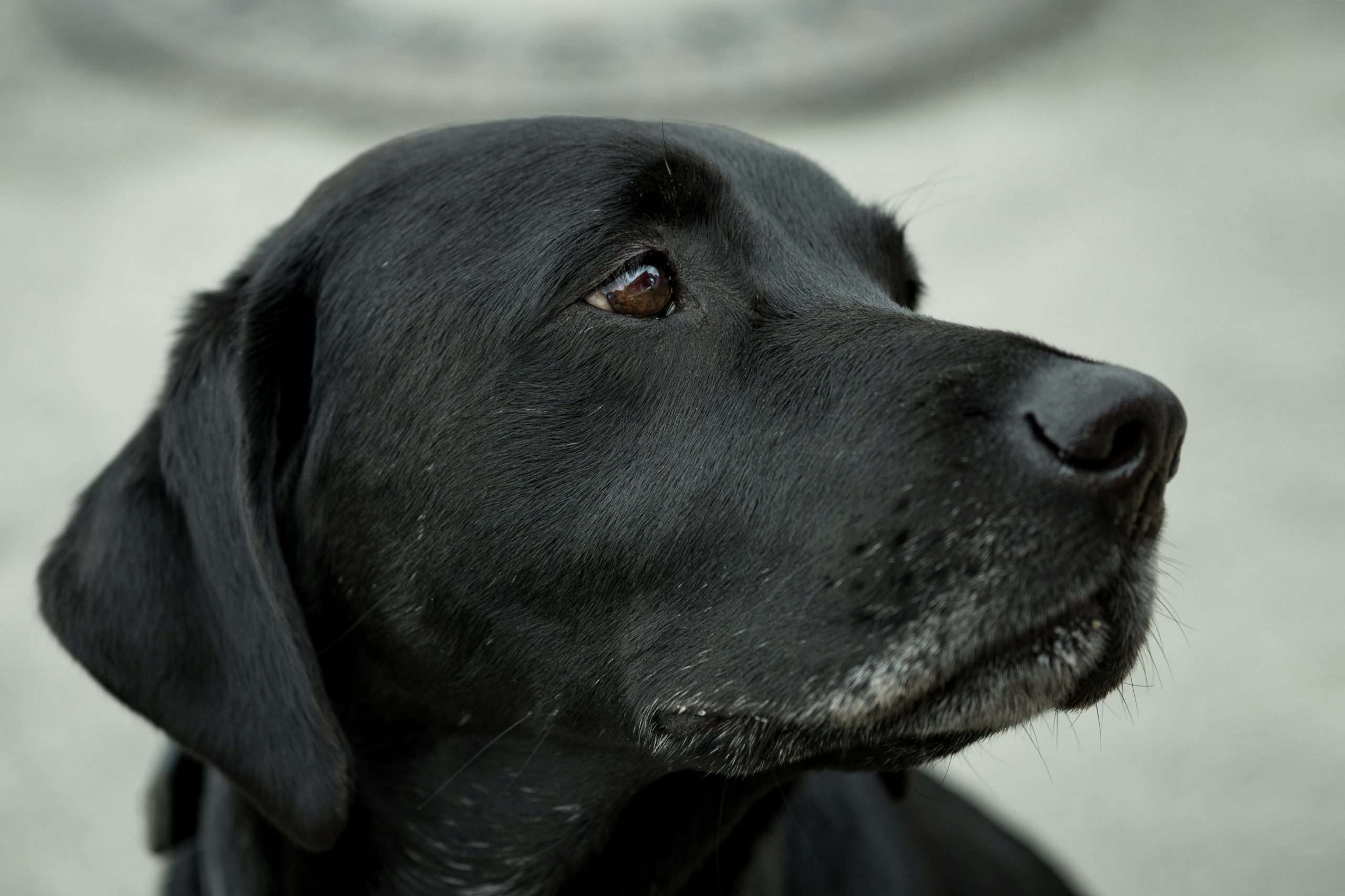 Close-up photography black labrador retriever