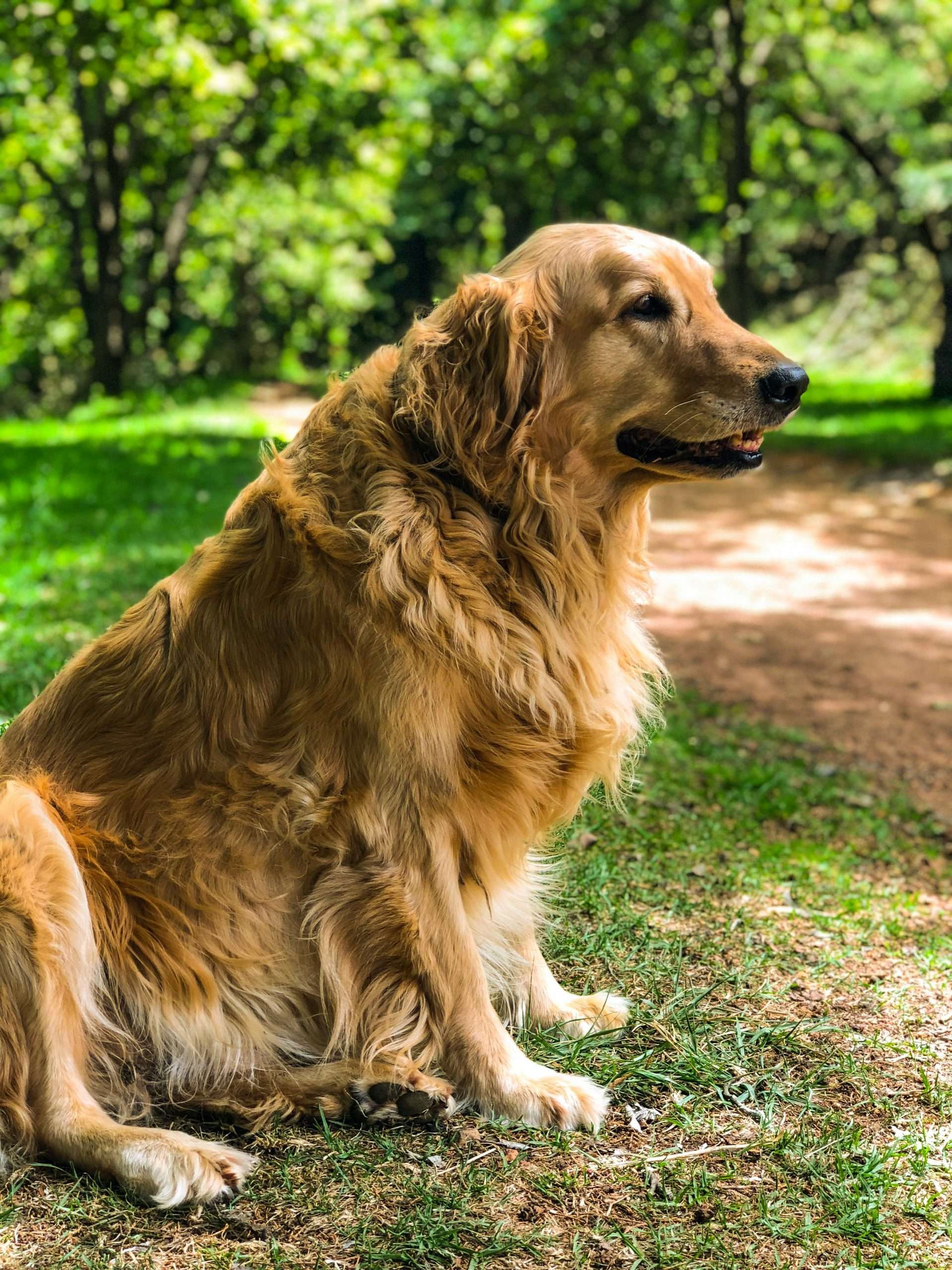adult golden retriever on a grass field