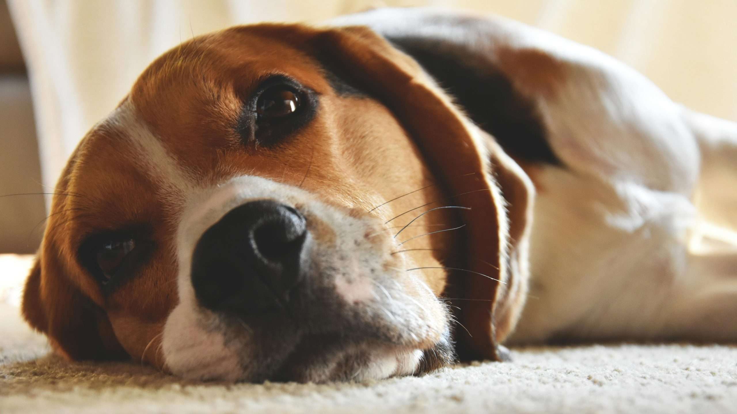 close-up photography of beagle 