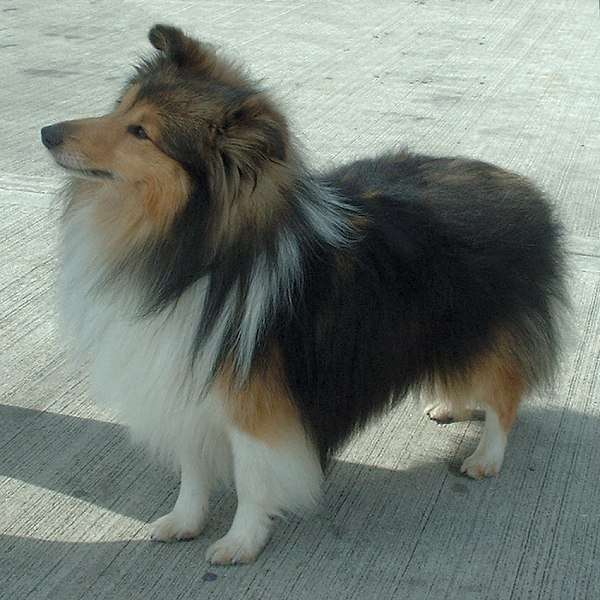 shetland sheepdog