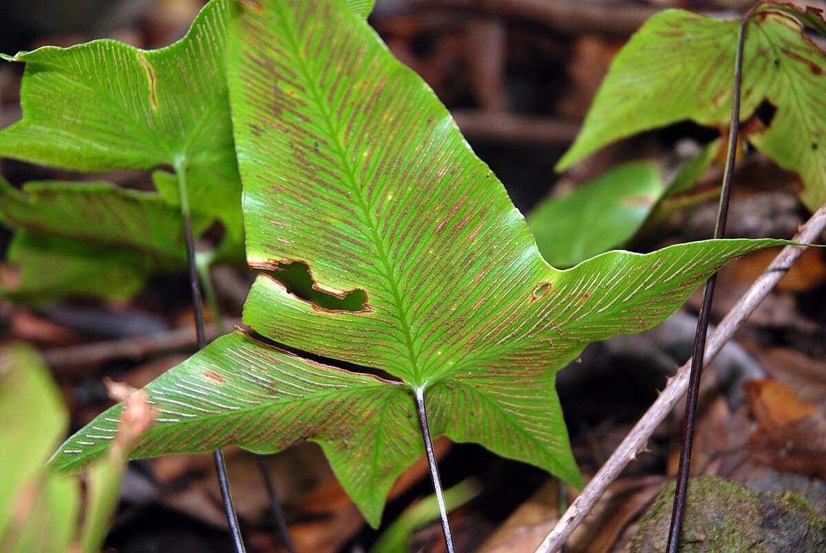 Asplenium hemionitis sori