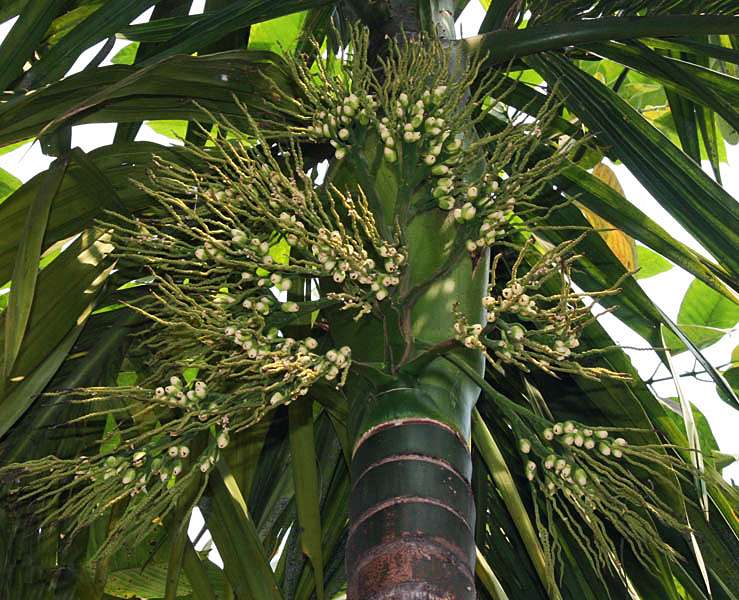 Palm