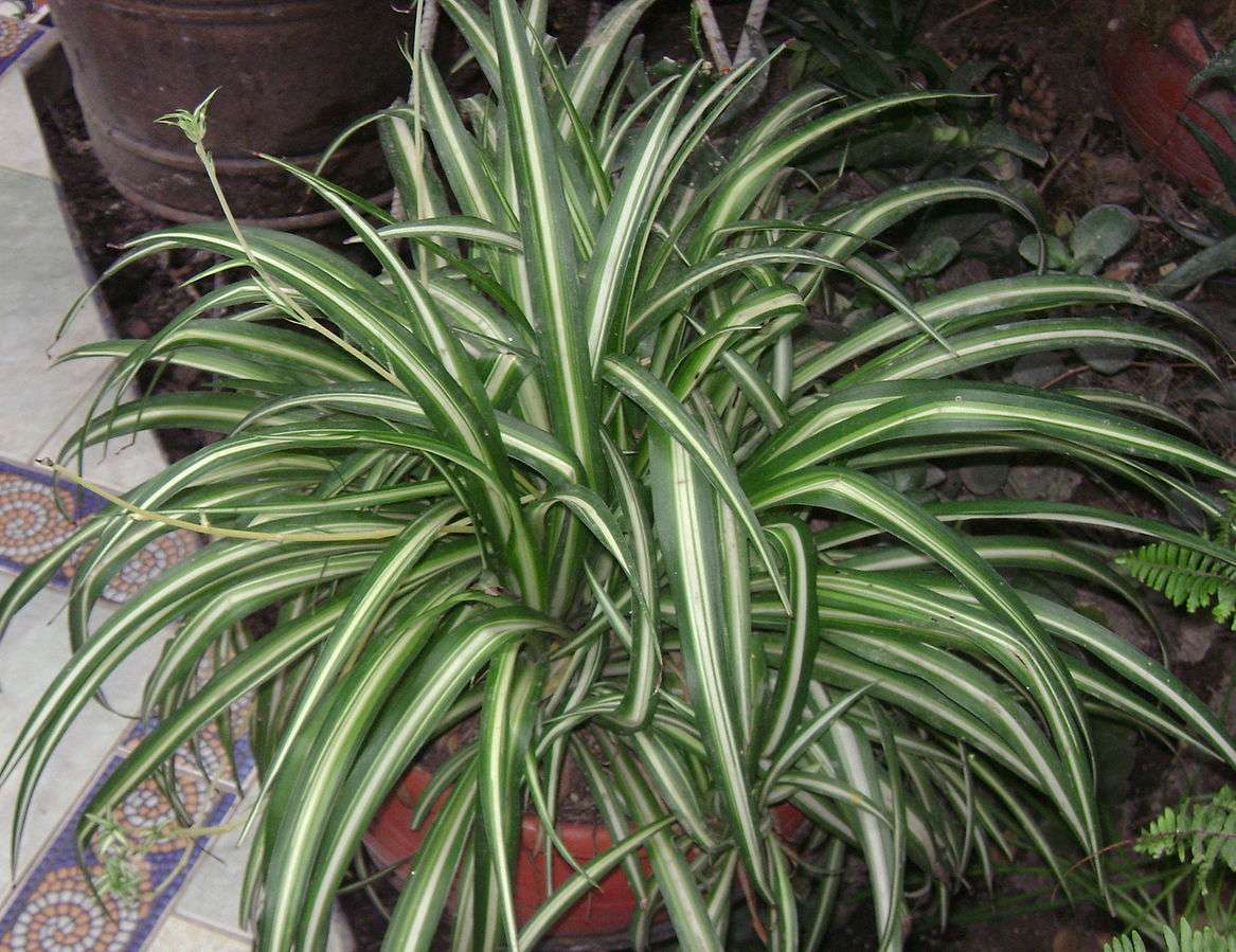 ‘Vittatum’ cultivar