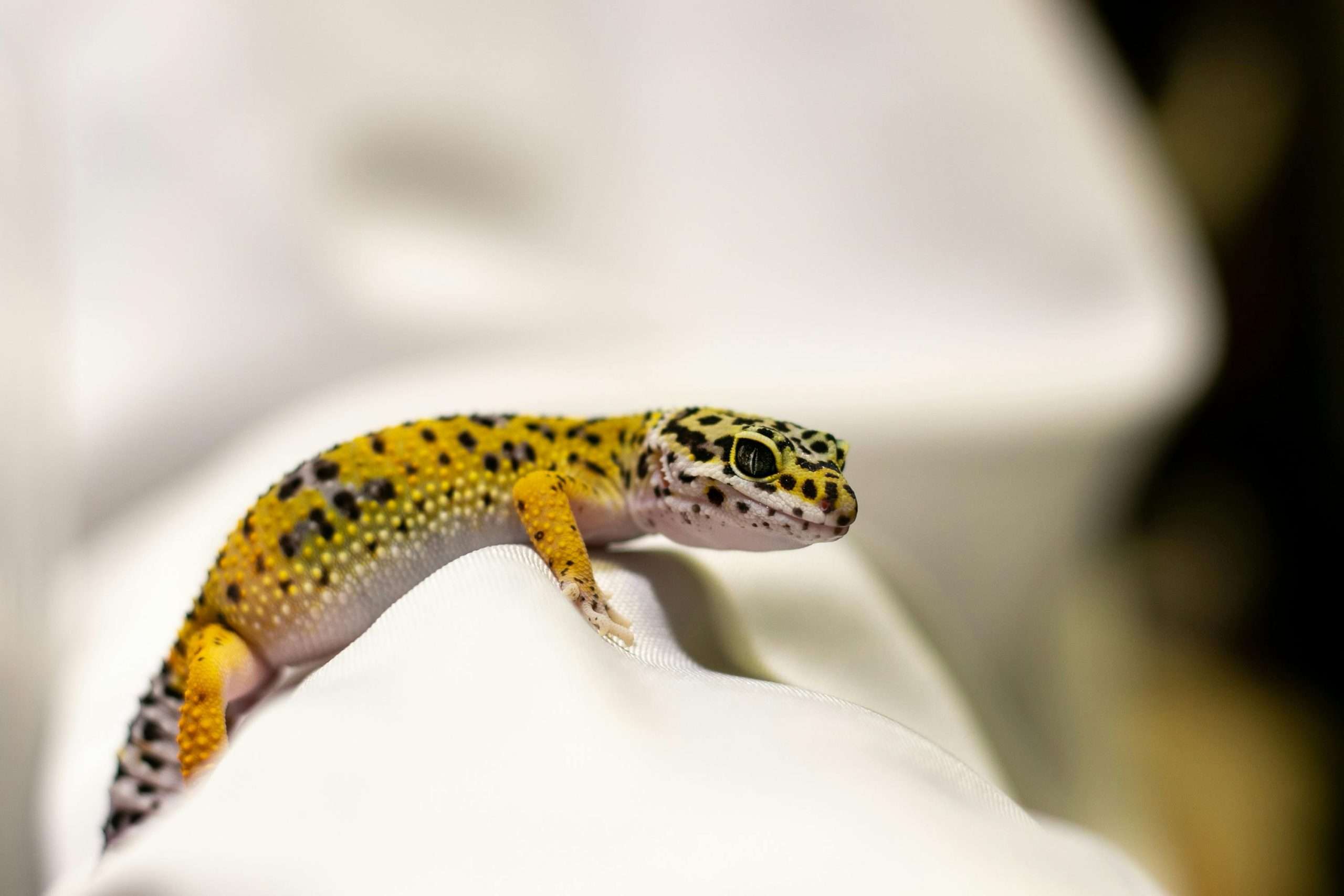 close-up shot of leopard gecko on white textile