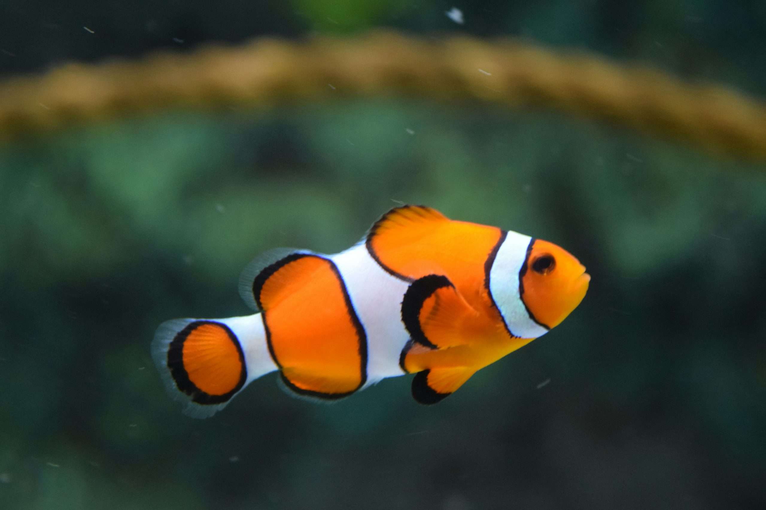 fish