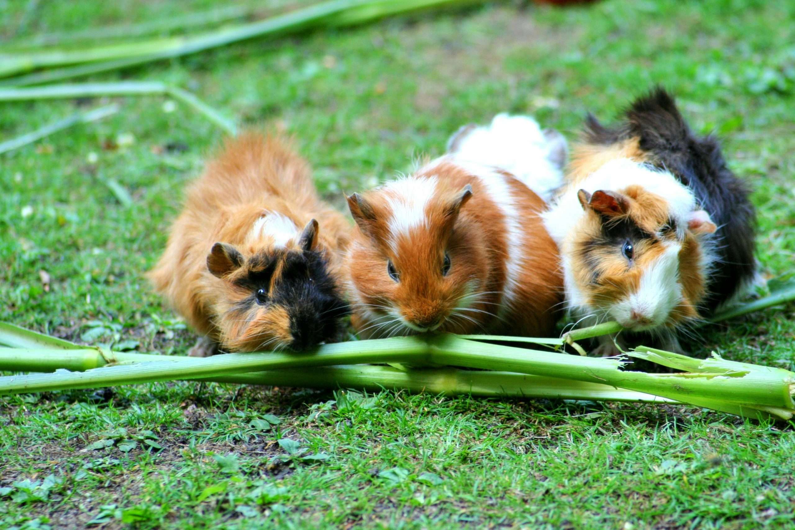 landscape nature animal cute