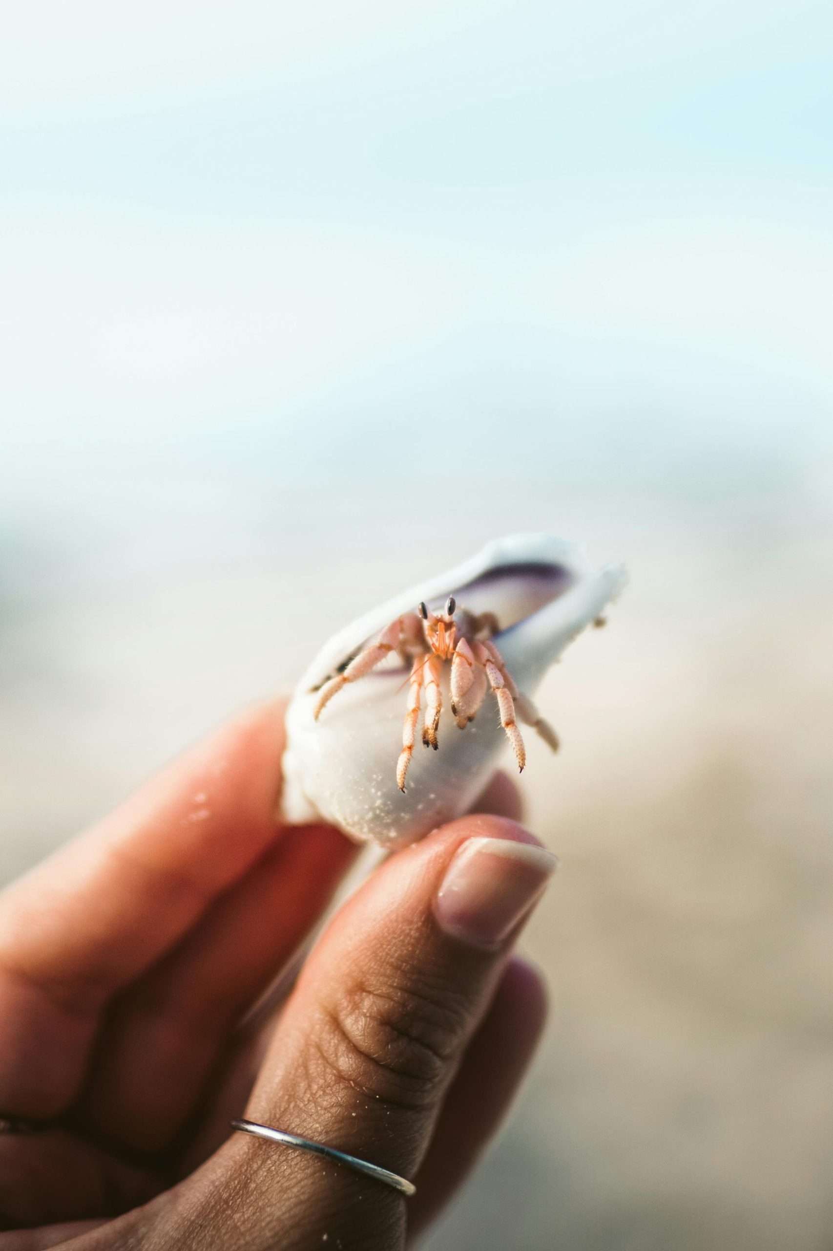 the person holding a hermit crab
