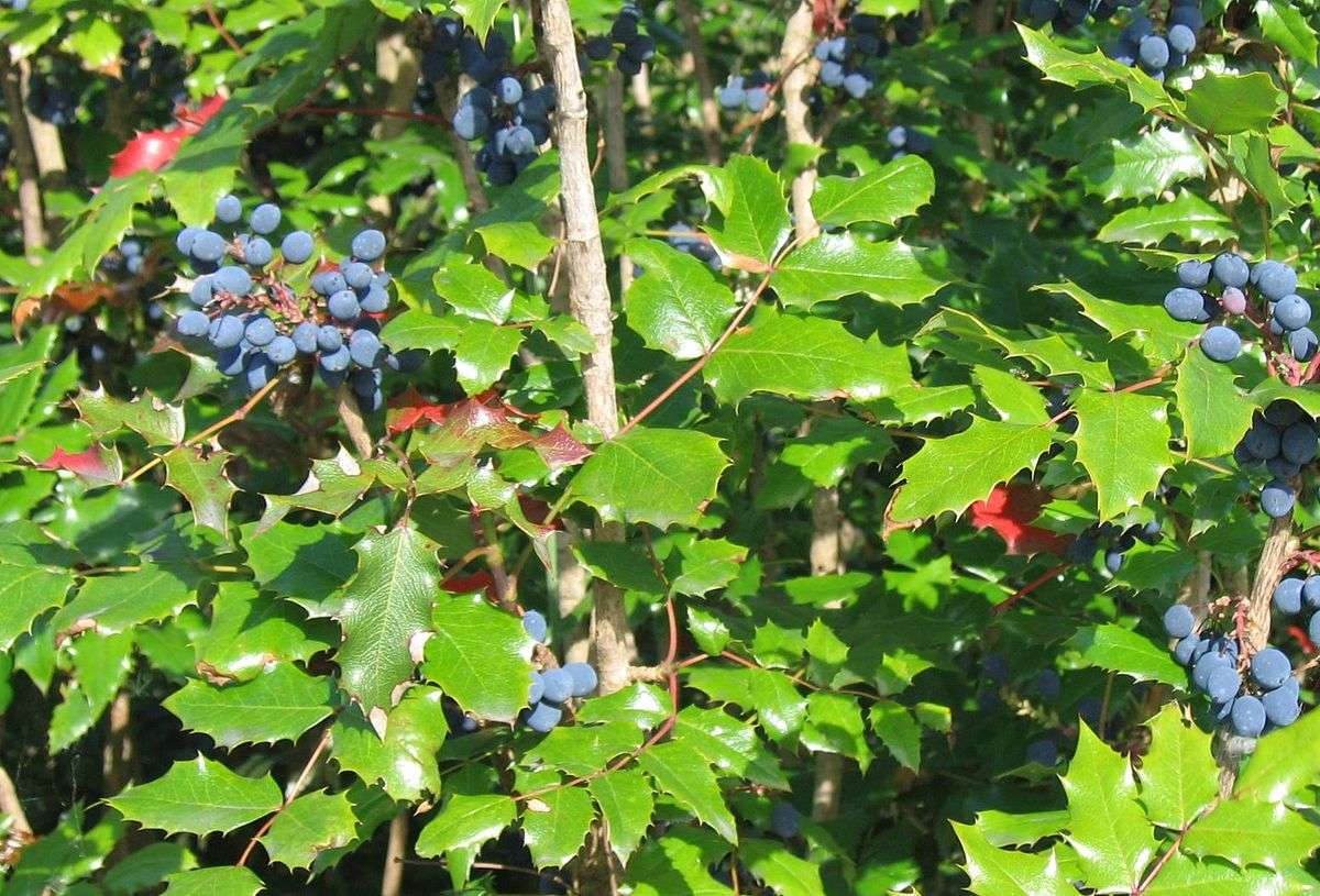 berberis aquifolium