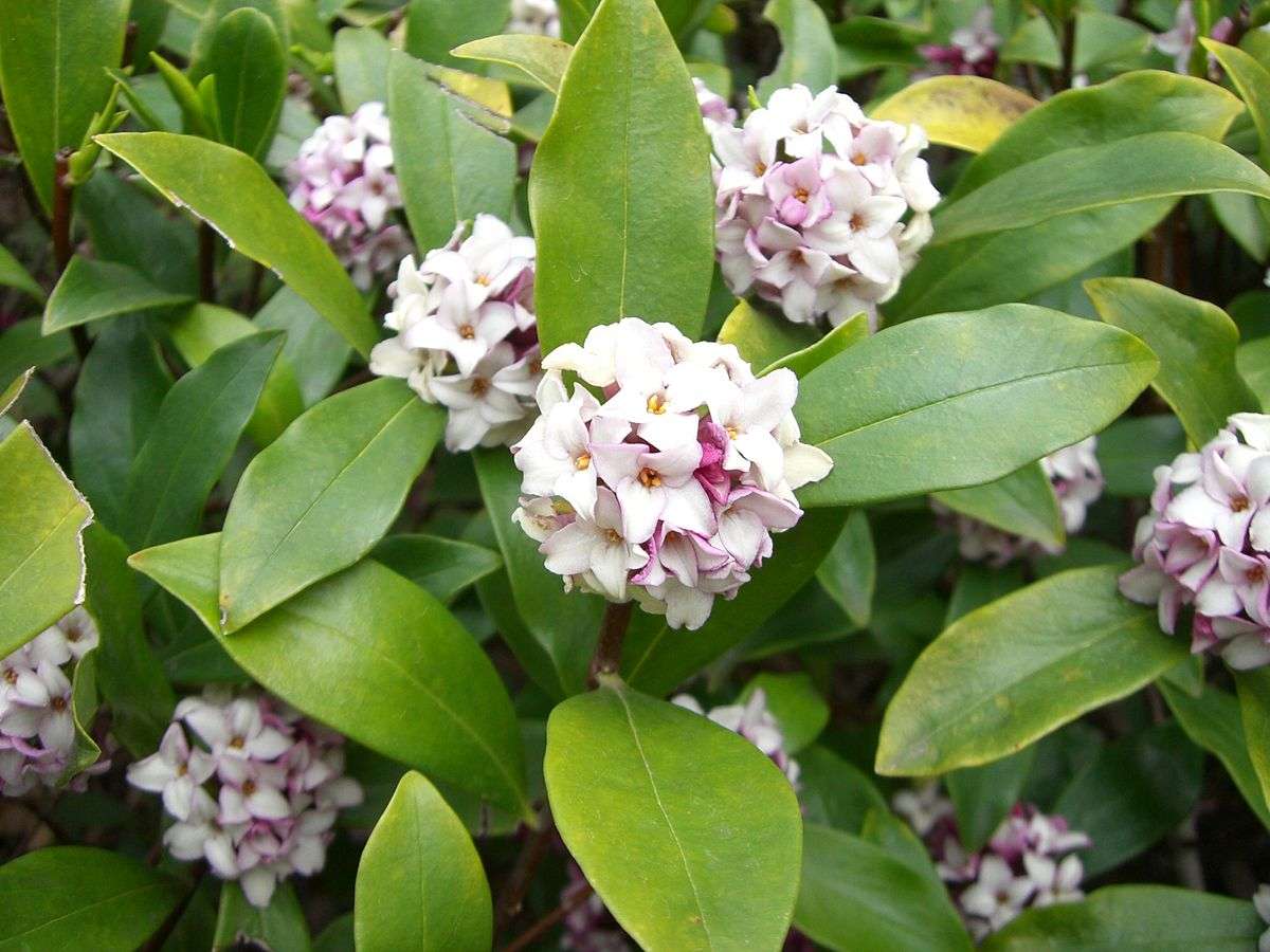 daphne odora