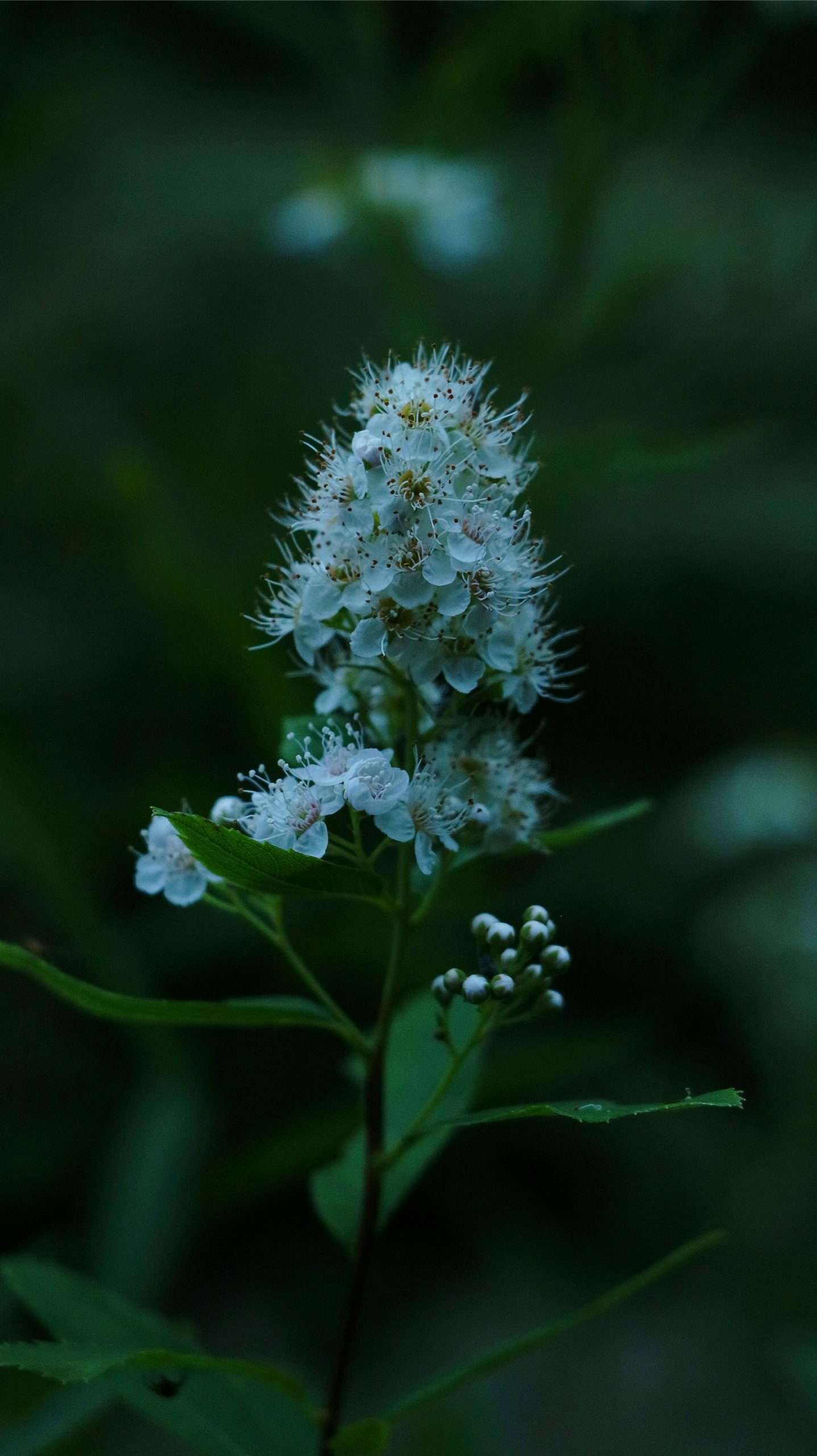 blue spirea flowers in bloom