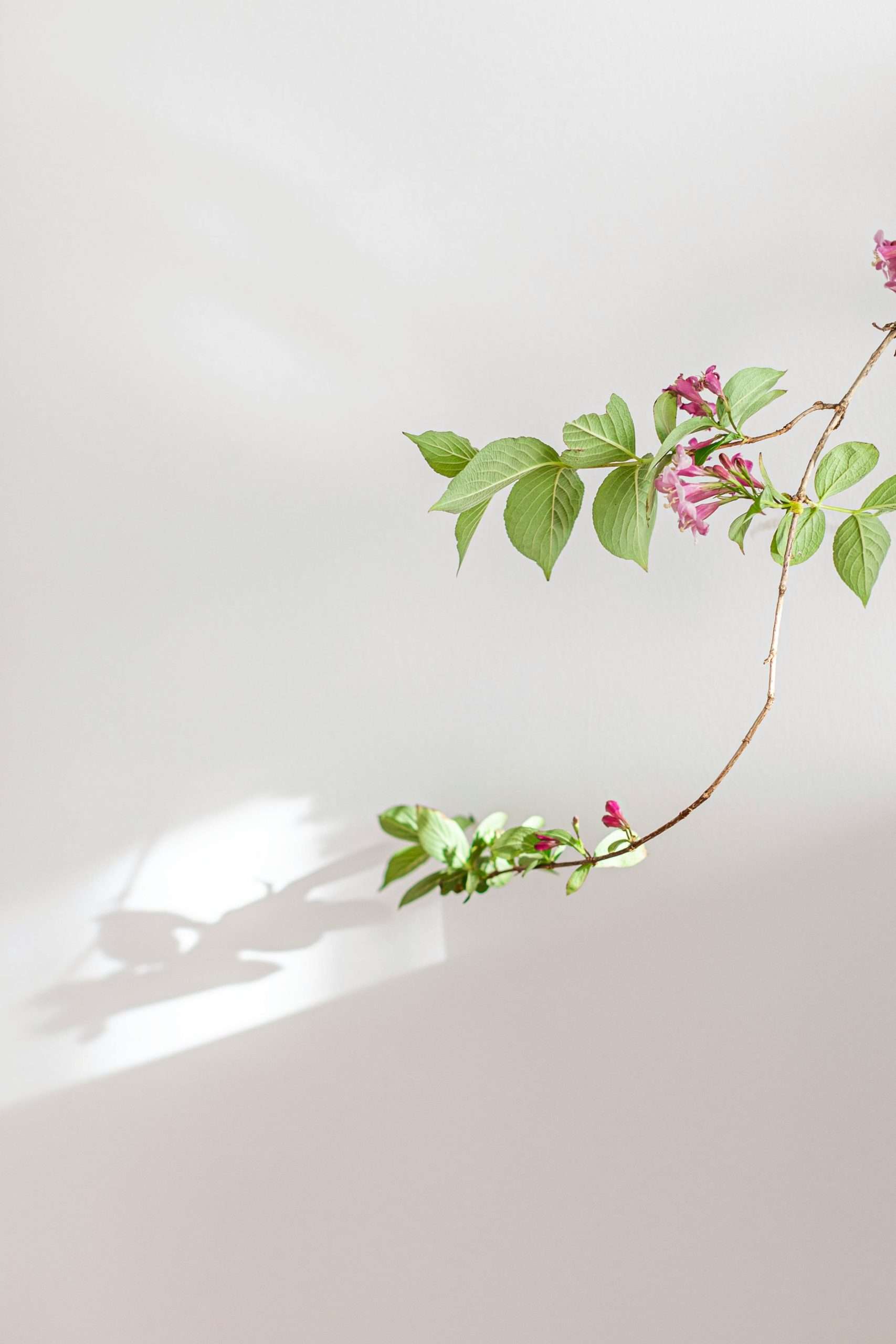  a stem of old-fashioned weigela on a white background