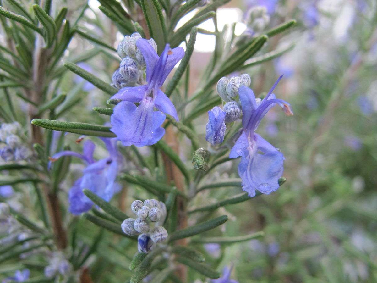 rosemary