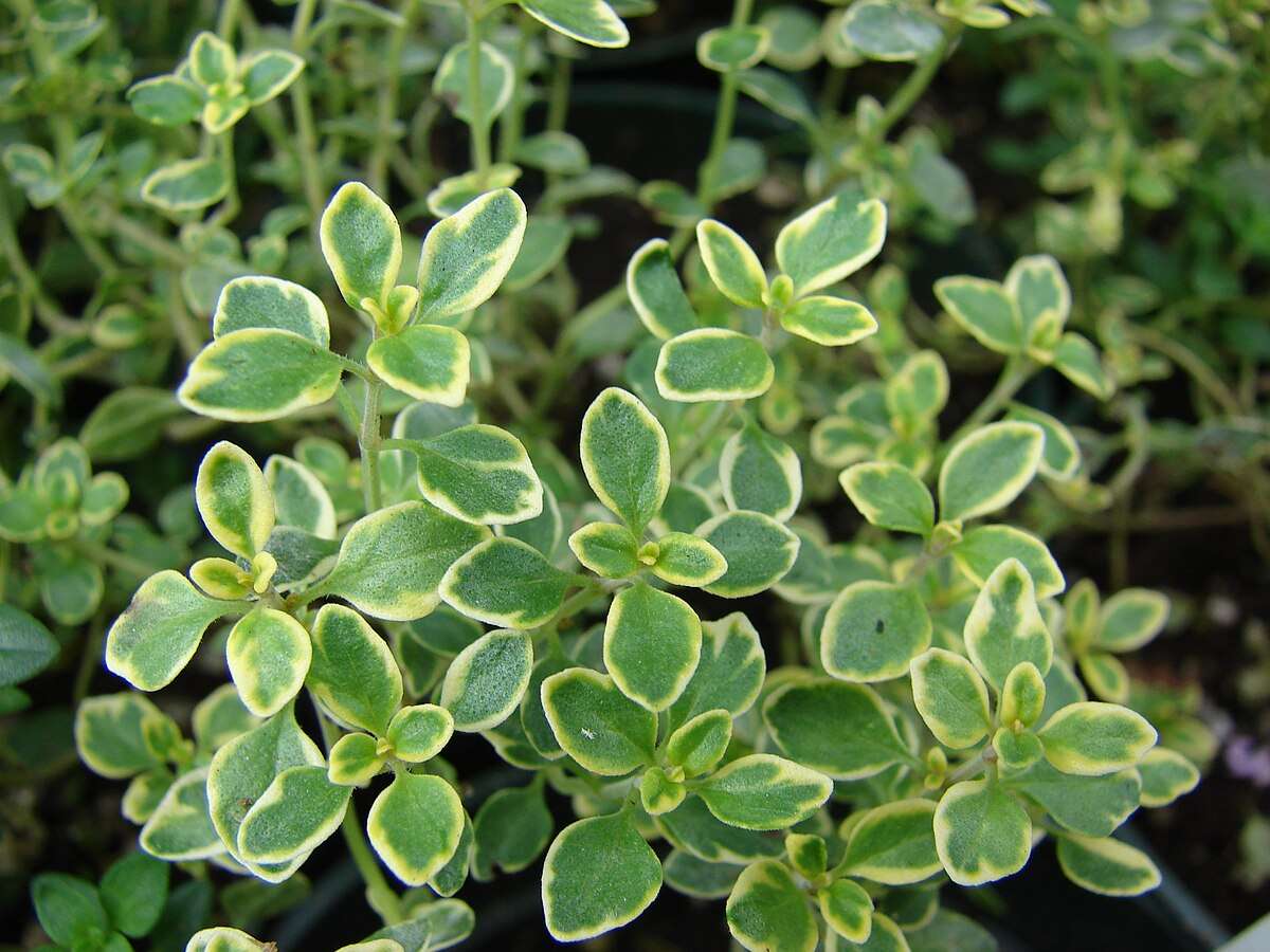 thymus citriodorus