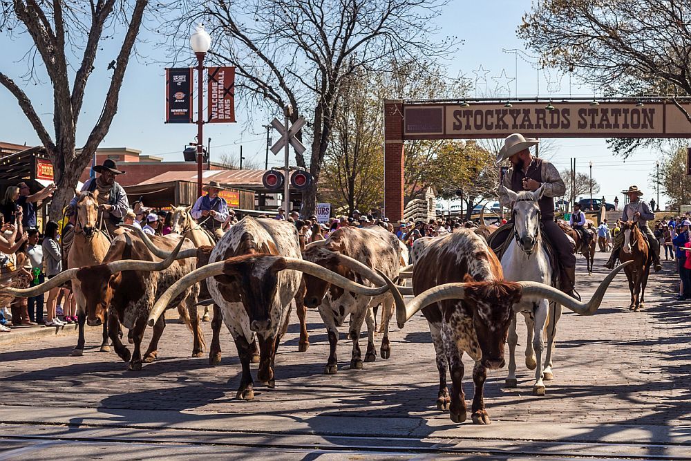 Longhorn herd walk in stockyards in Fort Worth, Texas