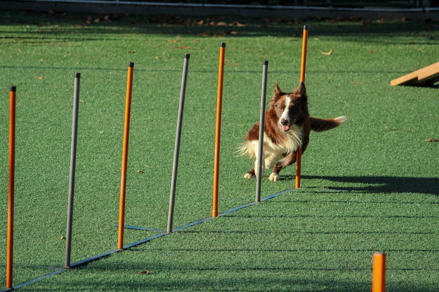 professional dog training-jpeg