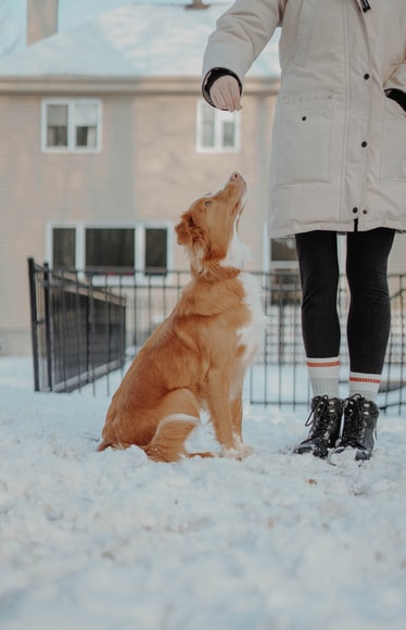 training your dog-jpeg